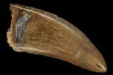Serrated Tyrannosaur Tooth - Judith River Formation #168339-1